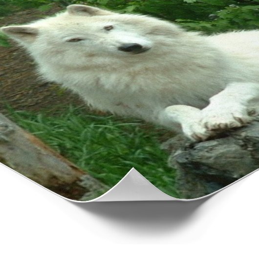 Impression de loup arctique (Coin)
