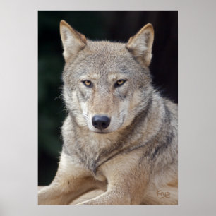 Impression de loup gris
