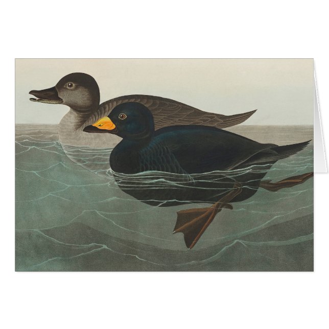 Impression de Macreuse noire d'Audubon : Canard cô (Devant Horizontal)