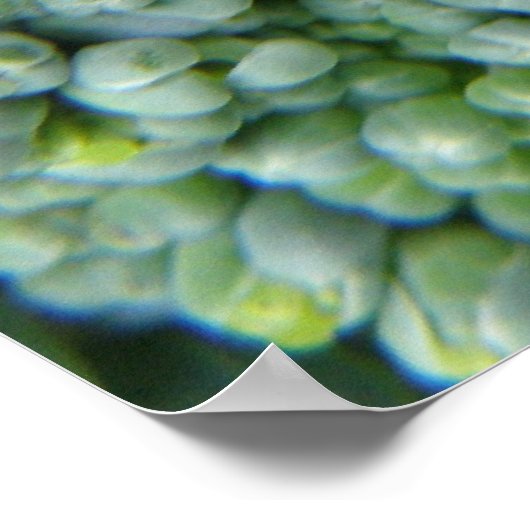 Impression de macro Broccoli (Coin)