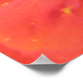 Impression de macro Zinnia rouge (Coin)