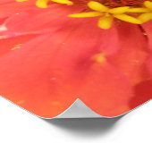 Impression de macro Zinnia rouge (Coin)