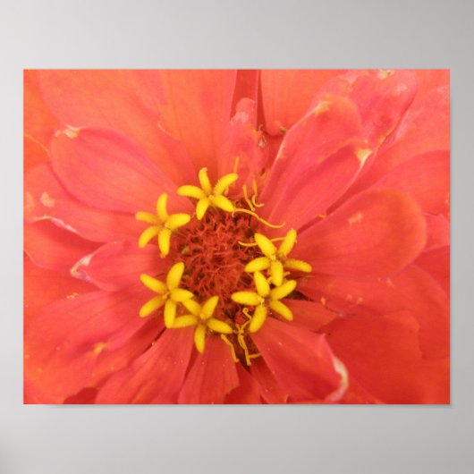 Impression de macro Zinnia rouge (Devant)