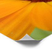 Impression de Marguerite de Pluie Orange (Coin)