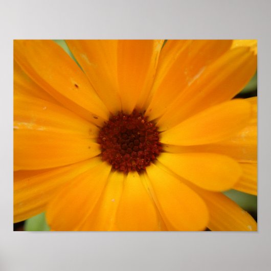 Impression de Marguerite de Pluie Orange (Devant)