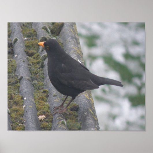 Impression de Merle noir (Devant)
