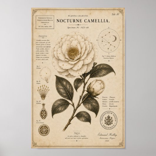 Impression de musée botanique victorien Camellia N (Devant)