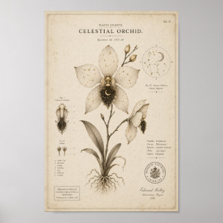 Impression de musée botanique victorien d'orchidée