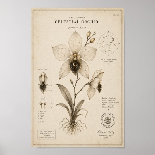 Impression de musée botanique victorien d'orchidée (Devant)