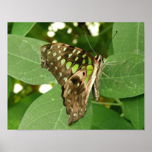 Impression de papillon vert iridescent tropical (Devant)