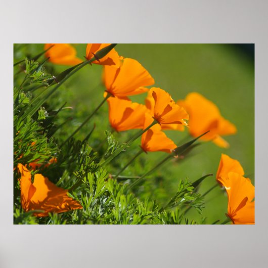 Impression de Pavots de Californie 2011 (Devant)