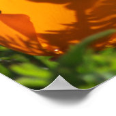 Impression de Pavots de Californie 2011 (Coin)