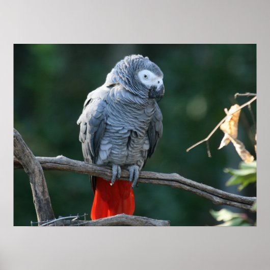 Impression de perroquet gris d'Afrique (Devant)