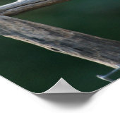 Impression de perroquet gris d'Afrique (Coin)