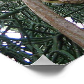 Impression de perroquet gris d'Afrique (Coin)