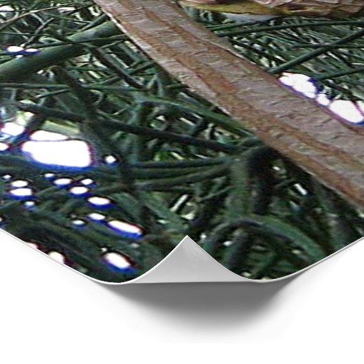 Impression de perroquet gris d'Afrique (Coin)