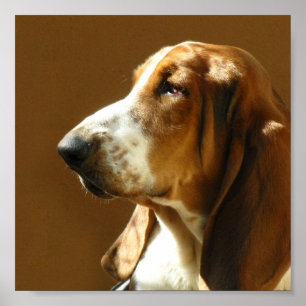Impression de photo Basset Hound
