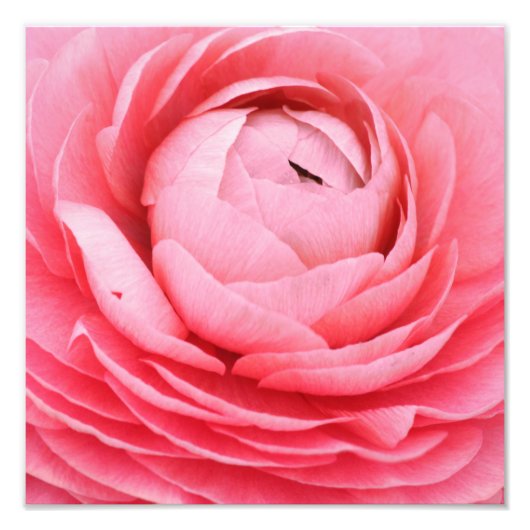 Impression de photo couleur rose de gros plan (Devant)