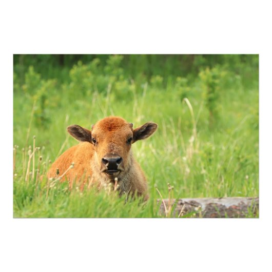 Impression de photo de Bison Calf (Devant)