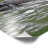 Impression de photo de la faune de la lotte commun (Coin)