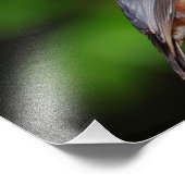 Impression de photo de sittelle (Coin)