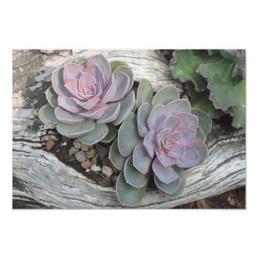 Impression de photo Echeveria Succulente (Devant)