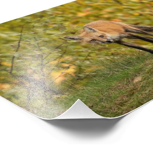 Impression de photo Fox curieuse (Coin)