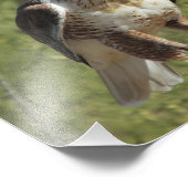 Impression de photo Red Tail Hawk (Coin)