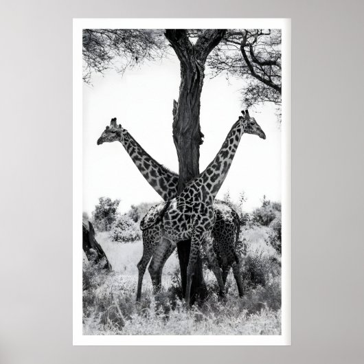 Impression de photographie de faune, girafes noir  (Devant)