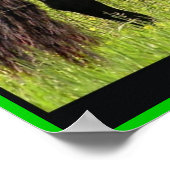 Impression de photos friésiennes (Coin)