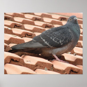 Impression de pigeon sur un toit