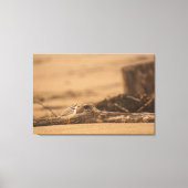 IMPRESSION DE PIPING PLOVER 36 X 24 CANVAS WRAPPEL (Recto)