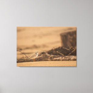 IMPRESSION DE PIPING PLOVER 36 X 24 CANVAS WRAPPEL