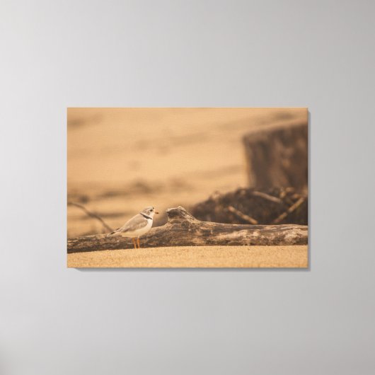 IMPRESSION DE PIPING PLOVER 36 X 24 CANVAS WRAPPEL (Recto)