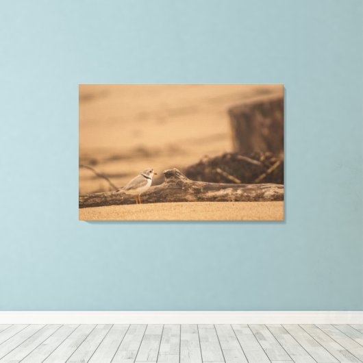 IMPRESSION DE PIPING PLOVER 36 X 24 CANVAS WRAPPEL (Insitu (Plancher de Bois))
