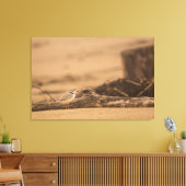 IMPRESSION DE PIPING PLOVER 36 X 24 CANVAS WRAPPEL (Insitu(Salon))