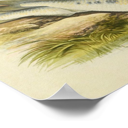 Impression de poisson vintage 001 | Ombres (Coin)