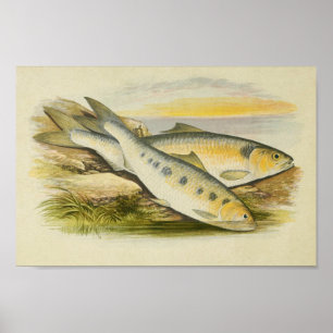 Impression de poisson vintage 001 Ombres