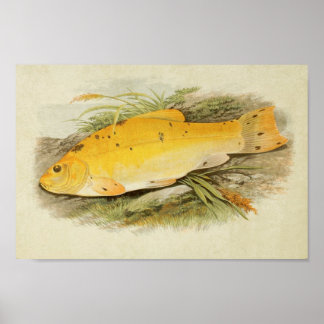 Impression de poisson vintage 008 | Golden Tench