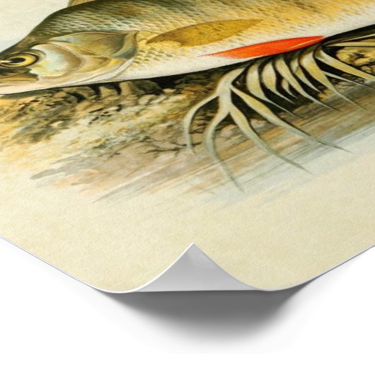 Impression de poisson vintage 013 | Perche (Coin)