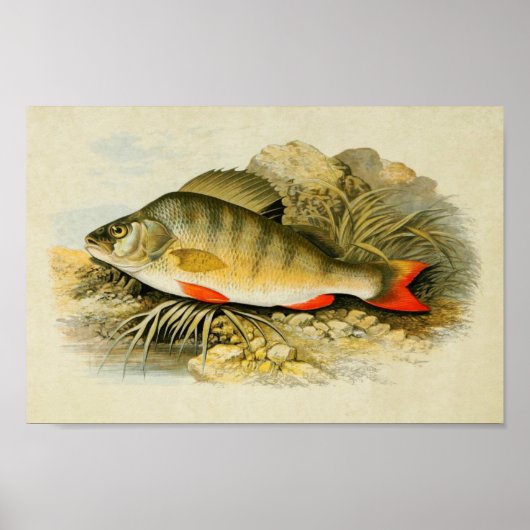 Impression de poisson vintage 013 | Perche (Devant)