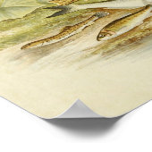 Impression de poisson vintage 018 | Loach, Minnow  (Coin)