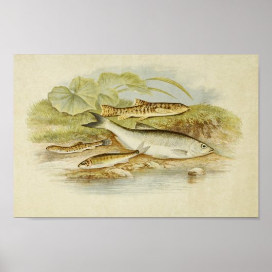 Impression de poisson vintage 018 | Loach, Minnow  (Devant)