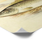 Impression de poisson vintage 025 | Truite de mer  (Coin)