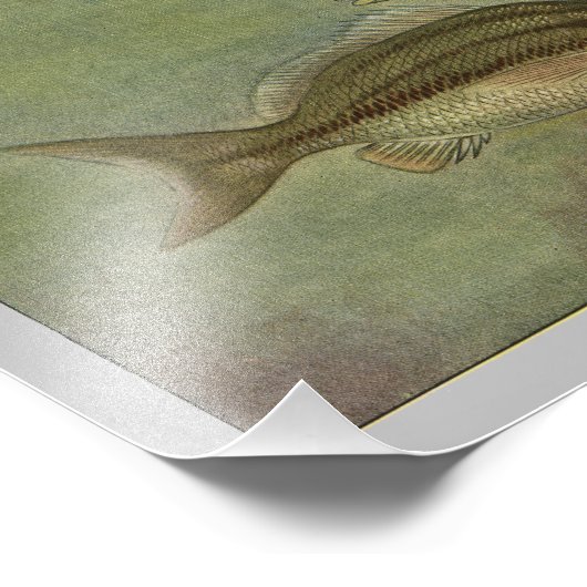 Impression de poisson Vintage Marge (Coin)