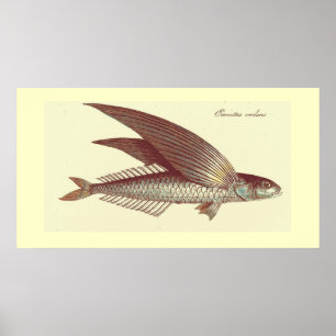 Impression de poisson volant vintage