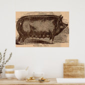 Impression de porc du 19e siècle Berkshire semé no (Cuisine)