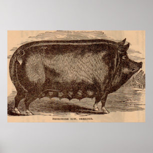Impression de porc du 19e siècle Berkshire semé no