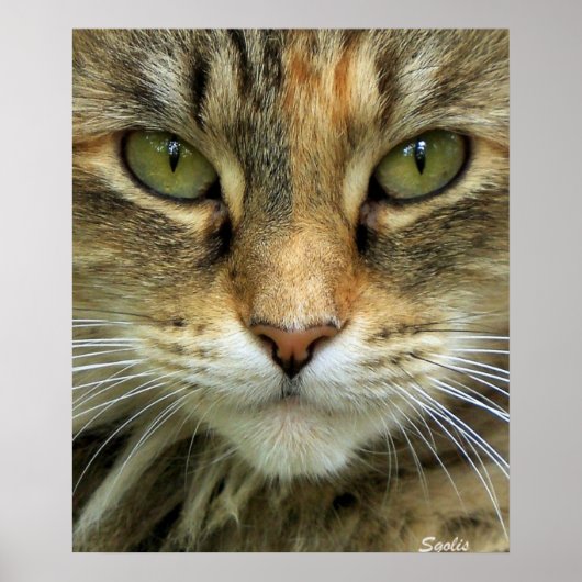 Impression de portrait de chat tigré sauvage aux y (Devant)