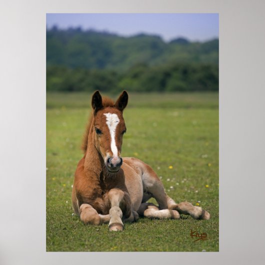 Impression de poulain de New Forest (Devant)